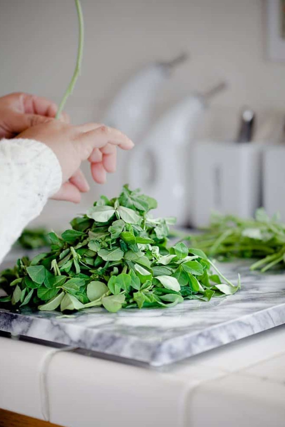 Picking fresh methi leaves.