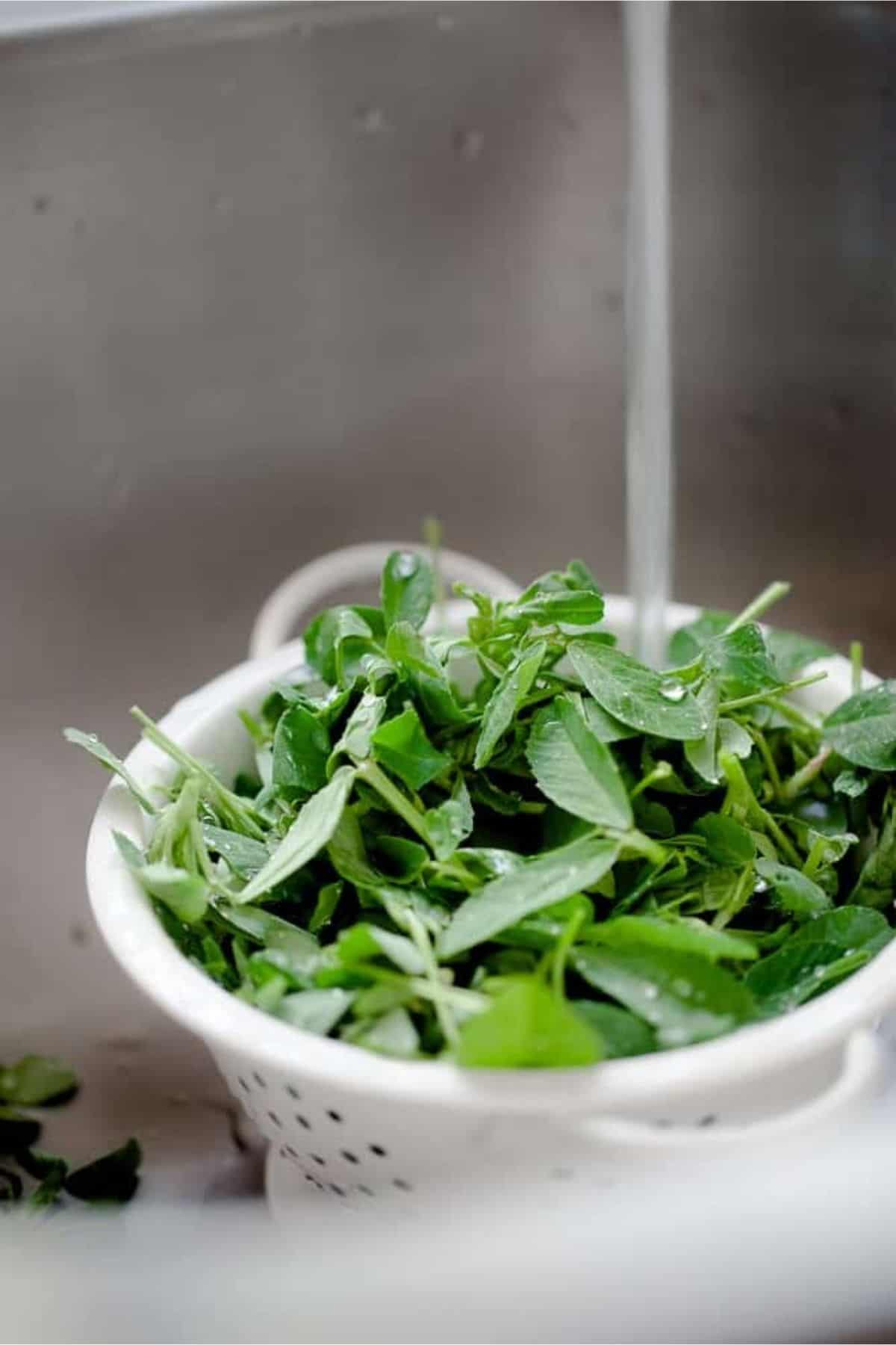 Washing fresh methi leaves under a stream of tap water.