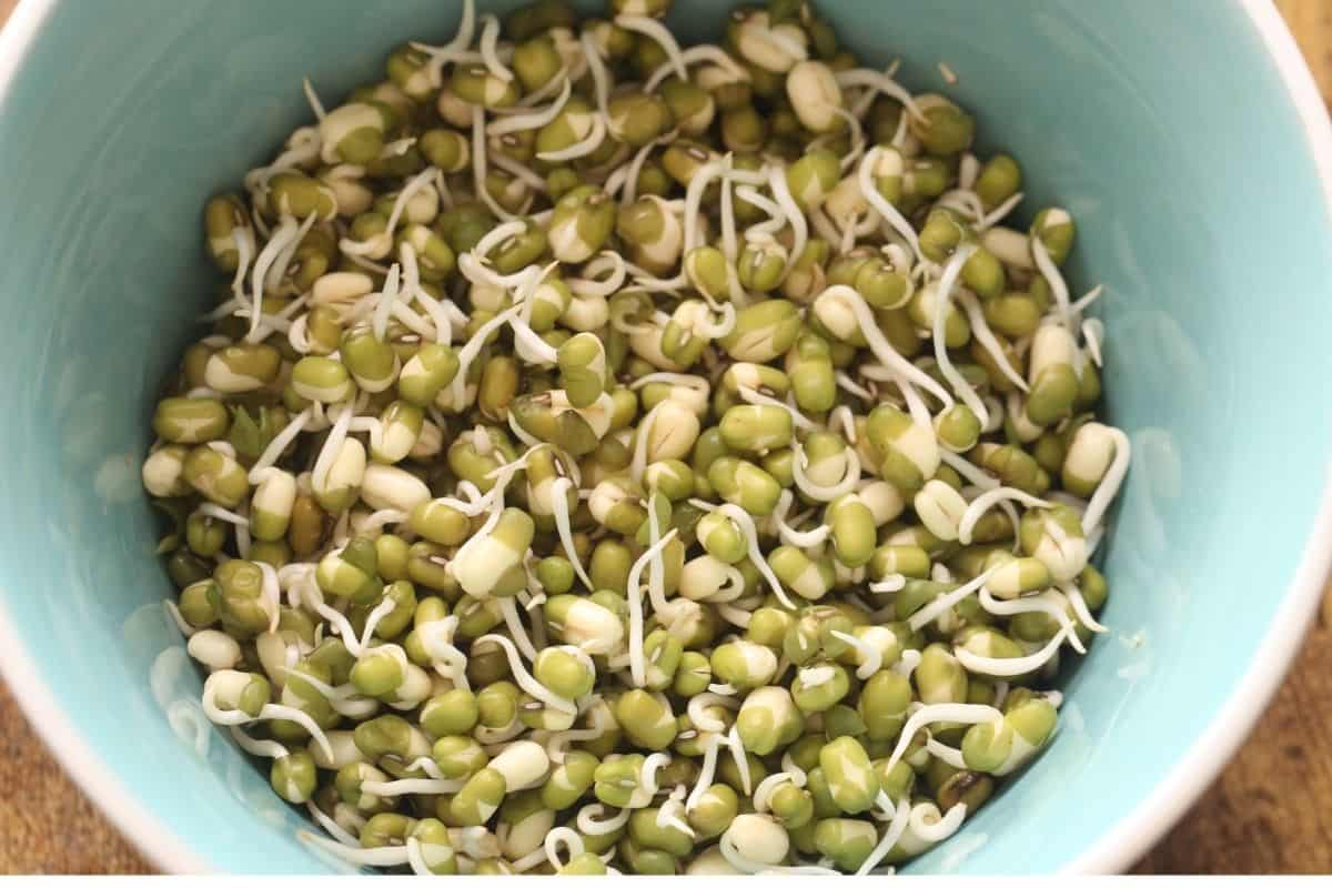 Sprouted Green Moong in a blue bowl.